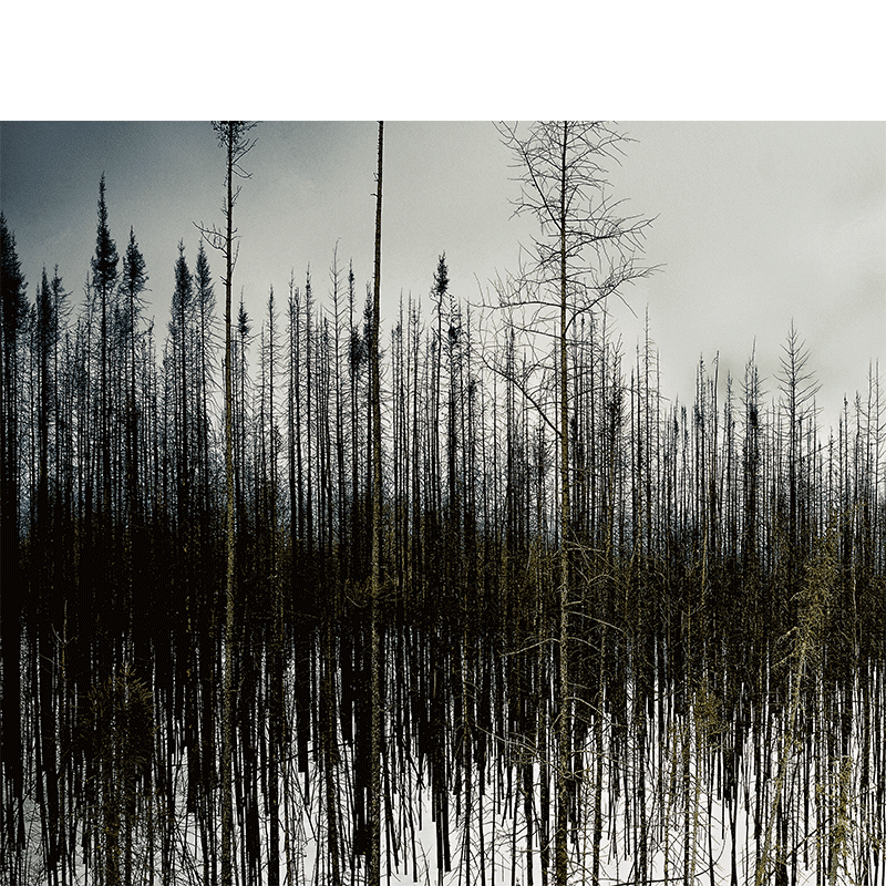 Alain Lefort – Image 6